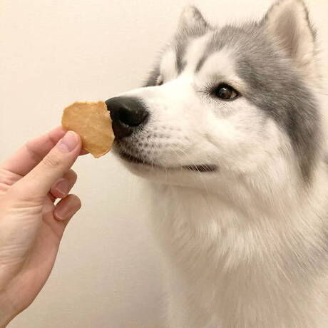 素材そのまま 完全無添加 ササミ パリッと 極薄チップス 50g