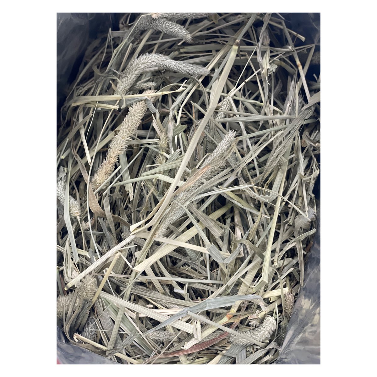 れい様　プレミアムチモシーペレット　5kg れい様 プレミアムチモシーペレット 5kg スーパープレミアム