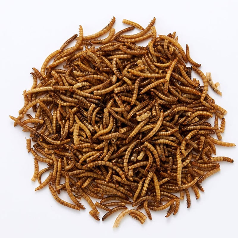 ミルワーム　24箱 楽天市場】NPF ミルワーム 35g×24缶 両生類 爬虫類