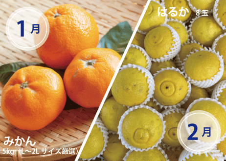 【フルーツ定期便】熊本の採れたてフルーツお届けします！６ヶ月間に４回・合計４商品お届け