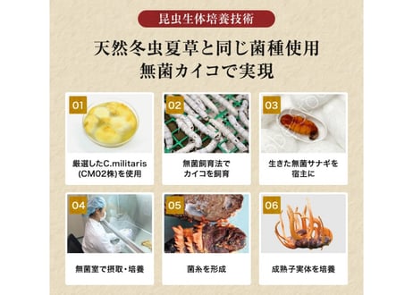 ロータス九州ドットコム//【送料無料】中国三大重要漢方の1つ、熊本県産 冬虫夏草(ﾄｳﾁｭｳｶｿｳ)サナギダケ100%