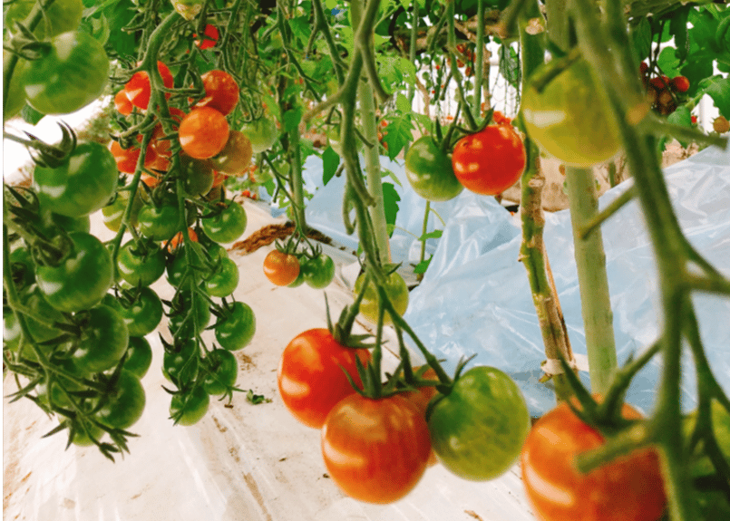 みにとまと 楽天市場】【ふるさと納税】野菜 じゅわっと極旨のフルーツミディ