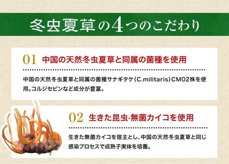 ロータス九州ドットコム//【送料無料】中国三大重要漢方の1つ、熊本県産 冬虫夏草(ﾄｳﾁｭｳｶｿｳ)サナギダケ100%