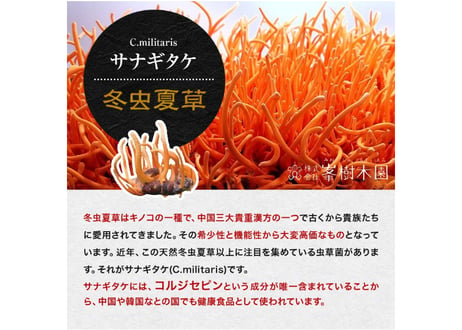 ロータス九州ドットコム//【送料無料】中国三大重要漢方の1つ、熊本県産 冬虫夏草(ﾄｳﾁｭｳｶｿｳ)サナギダケ100%