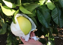 熊本県三角町 パール柑 5kg(6〜8玉) 穏やかな不知火海の潮風と温かな光が降り注ぐ三角の町からお届けします