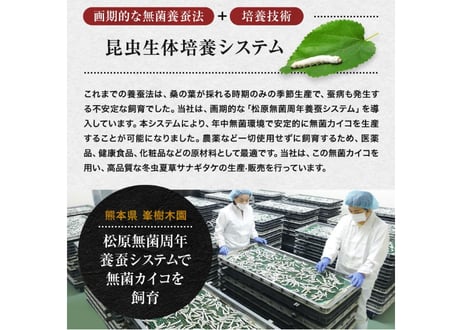 ロータス九州ドットコム//【送料無料】中国三大重要漢方の1つ、熊本県産 冬虫夏草(ﾄｳﾁｭｳｶｿｳ)サナギダケ100%