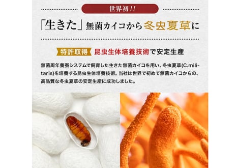 ロータス九州ドットコム//【送料無料】中国三大重要漢方の1つ、熊本県産 冬虫夏草(ﾄｳﾁｭｳｶｿｳ)サナギダケ100%