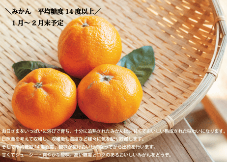 【フルーツ定期便】熊本の採れたてフルーツお届けします！６ヶ月間に４回・合計４商品お届け