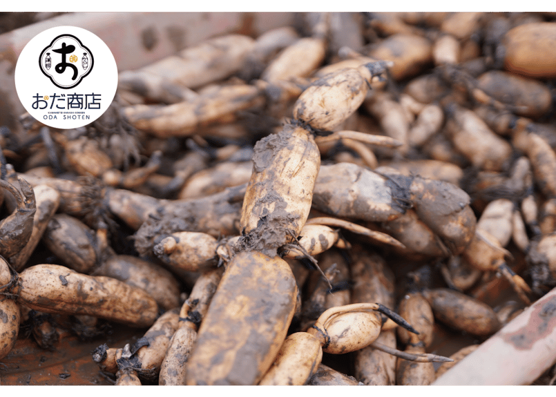 店内で揚げています！ケンミンショーで取り上げられた「三色蓮根」と