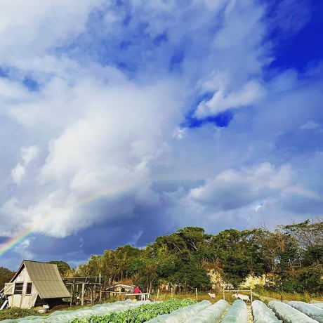 【まずはお試し】農薬不使用！旬のお野菜4～5種類セット＜2～3名様分＞◆Muller's Farm◆