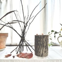 樹木の断片　「櫟」kunugi