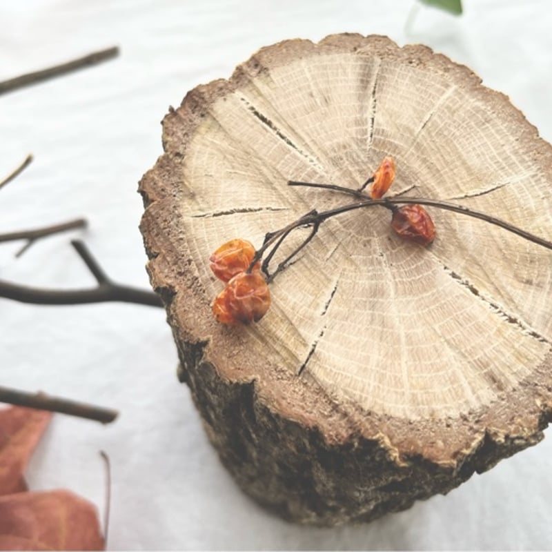 樹木の断片 「櫟」kunugi | 慈花 -ji:ka-