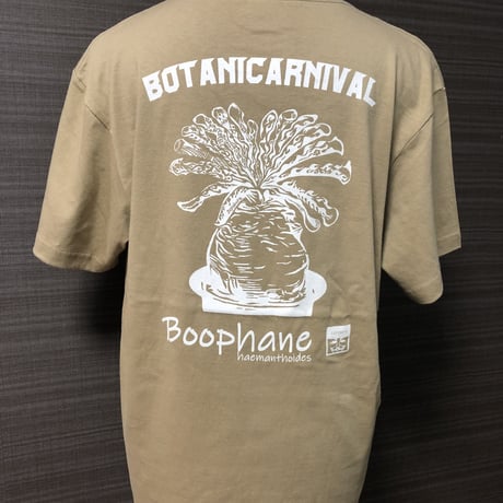 ブーファンハエマントイデス | STORES ブーファンハエマントイデス | STORES