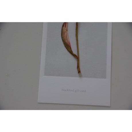 blackbird gift card /チューリップ