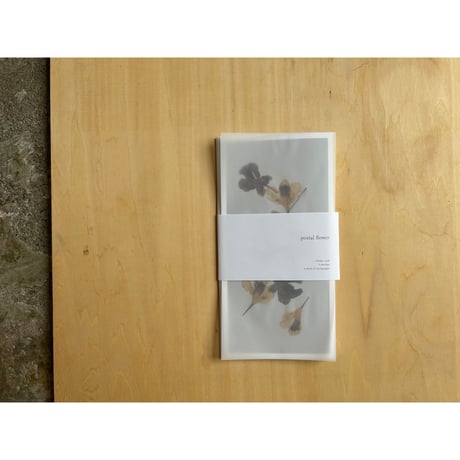 postal flower / scabiosa