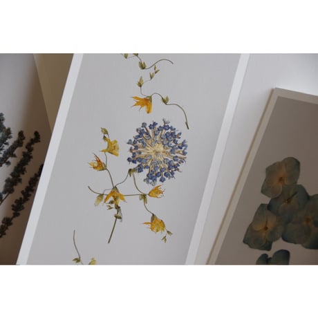 postal flower / hydrangea