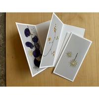 postal flower / didiscus white