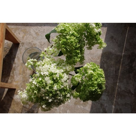 【ご来店お引取り専用】 一種お任せ生花の束/fresh flowers