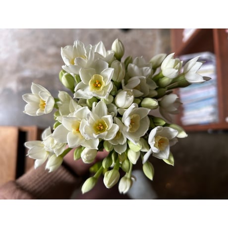【ご来店お引取り専用】 一種お任せ生花の束/fresh flowers