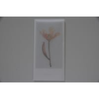 blackbird gift card /チューリップ
