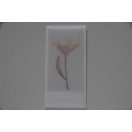 blackbird gift card /チューリップ