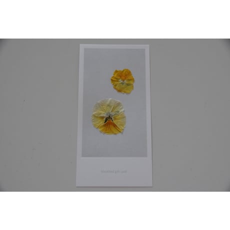 blackbird gift card / パンジー
