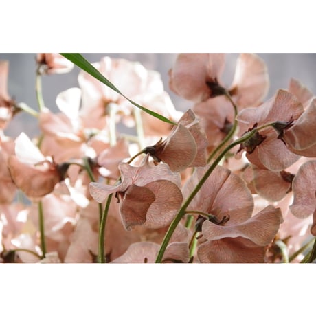 【ご来店お引取り専用】 一種お任せ生花の束/fresh flowers