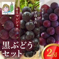 [送料込] 8月下旬発送開始！黒ぶどうセット(キリマンジャロ・いずほまれorピオーネ 2房)【あさつゆ 愛のぶどう園】