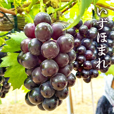 [送料込]8月下旬発送開始！人気NO.1セット(いずほまれ・シャインマスカット 2房)【あさつゆ 愛のぶどう園】