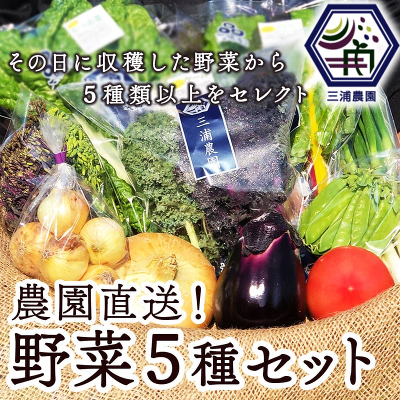 送料込] 農園直送！松波キャベツなど 野菜5種セット【三浦農園