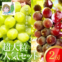 [送料込]8月下旬発送開始！超大粒ぶどう人気セット (マッターホルン・キリマンジャロ 2房)【あさつゆ 愛のぶどう園】