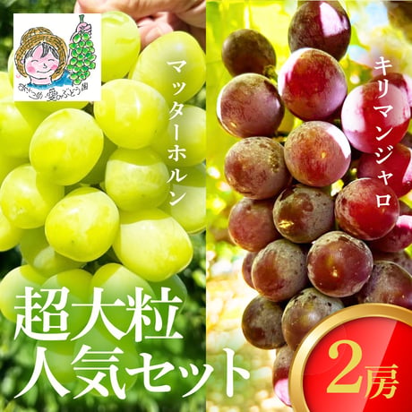 [送料込]8月下旬発送開始！超大粒ぶどう人気セット (マッターホルン・キリマンジャロ 2房)【あさつゆ 愛のぶどう園】