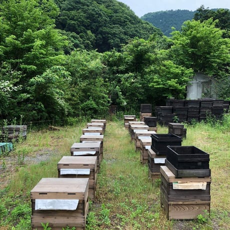 [送料込]熊取産 なまはちみつ(180g×3本)【柴田養蜂場】
