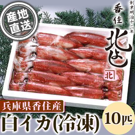 [送料込] 白イカ(冷凍)(10匹)【香住北よし】