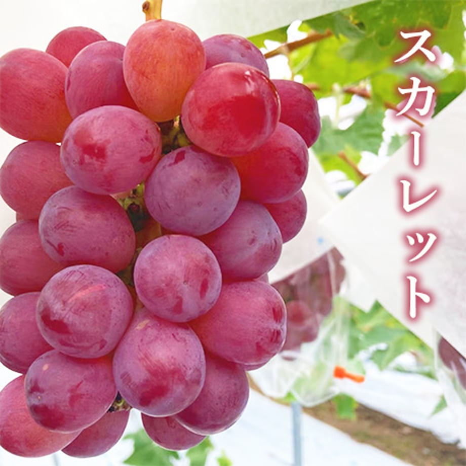 682d325b7656e25c98446f5d
