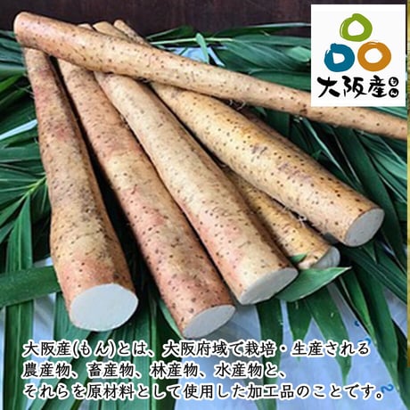 [送料込]泉南郡熊取町産自然薯「土の輝き」(ご自宅用) (500g)【いわさきファーム】