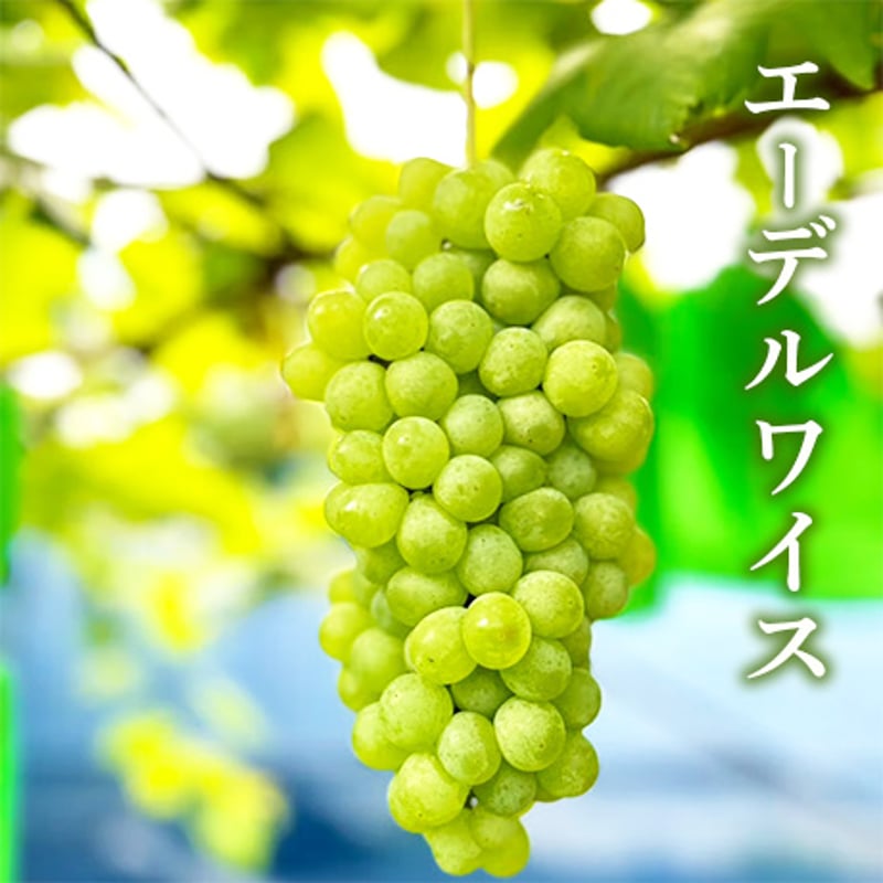 送料込]8月上旬発送開始！早生ぶどうセット(2房)【あさつゆ 愛のぶどう