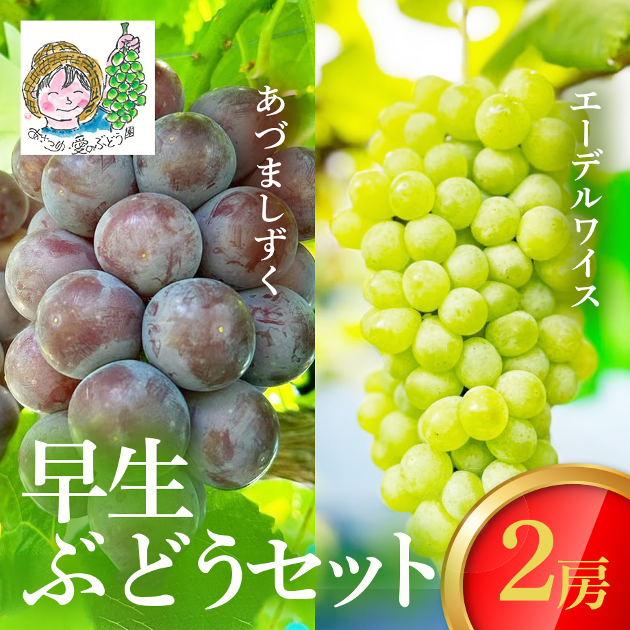 送料込]8月上旬発送開始！早生ぶどうセット(2房)【あさつゆ 愛のぶどう
