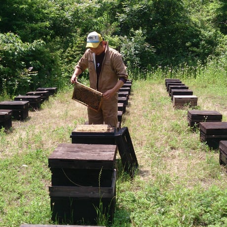 [送料込]熊取産 なまはちみつ(180g×4本)【柴田養蜂場】