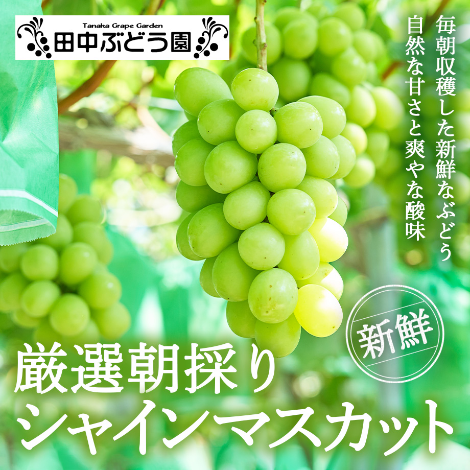 送料込] 9月上旬発送開始！厳選朝採りシャインマスカット【田中ぶどう