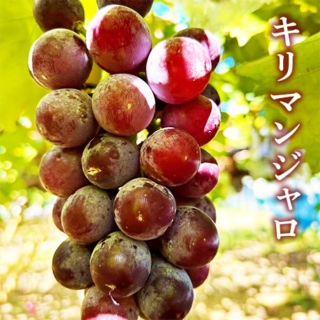 [送料込] 8月下旬発送開始！黒ぶどうセット(キリマンジャロ・いずほまれorピオーネ 2房)【あさつゆ 愛のぶどう園】