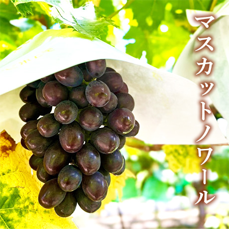 [送料込]8月下旬発送開始！皮ごとOKぶどう食べ比べセット(マスカットノワール・シャインマスカット 2房)【あさつゆ 愛のぶどう園】
