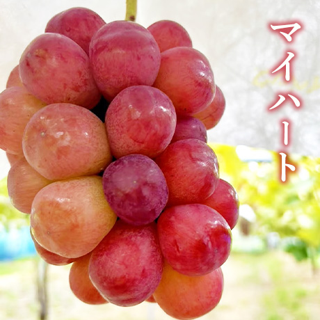 ぶどう★下記のリスト 送料込]8月下旬発送開始！3色ぶどうセット(3房)【あさつゆ 愛のぶどう