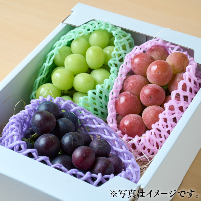 ぶどうセット 送料込] 厳選朝採りぶどう詰め合わせセット【田中ぶどう園
