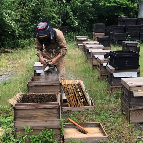 [送料込]熊取産 なまはちみつ(180g×4本)【柴田養蜂場】