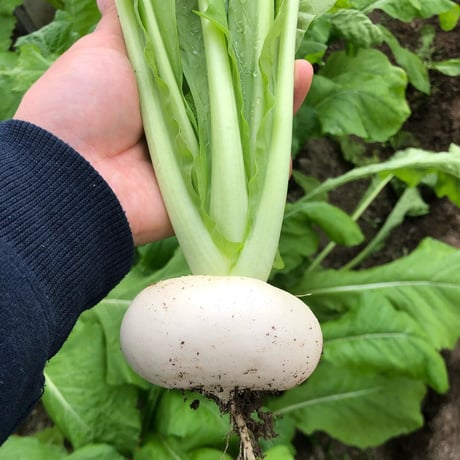 [送料込] 農園直送！松波キャベツなど 野菜5種セット【三浦農園】