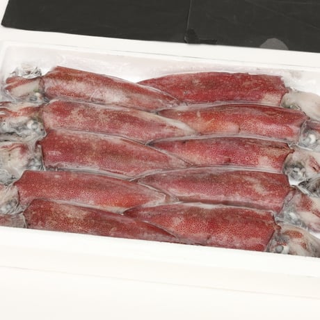 [送料込] 白イカ(冷凍)(10匹)【香住北よし】