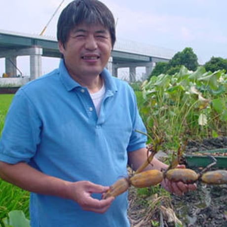 [送料込]門真れんこんうどん(4袋 8人前)【門真れんこん屋】