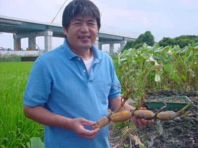 送料込] もちもち食感が特徴！元祖 門真れんこん(2kg)【門真