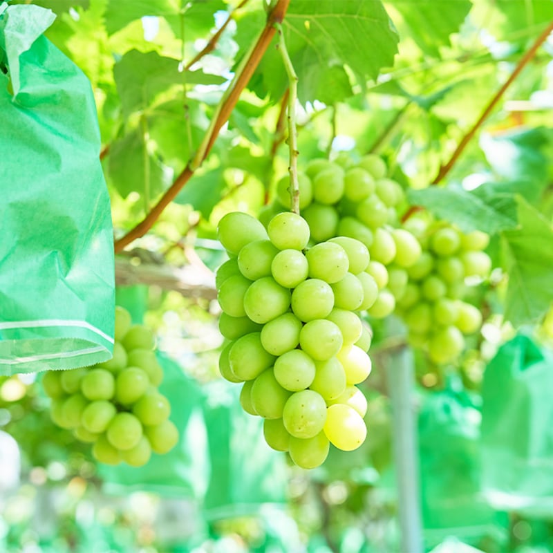 送料込] 9月上旬発送開始！厳選朝採りシャインマスカット【田中ぶどう